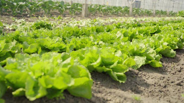 Naturally grown heads of endive grow out of the ground in a Dutch greenhouse.