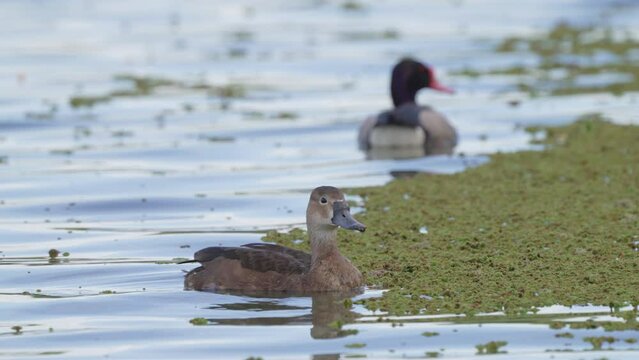 Rose-billed Pochard and Netta peposaca floating on still lake. Water plants on right third of screen. Birds look around with caution. In and out of focus. 24 sec