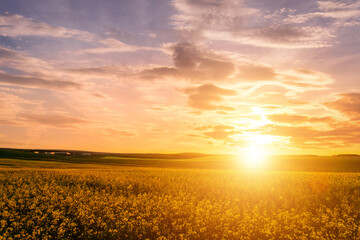 Fototapeta na wymiar Agricultural flowering rapeseed field at sunset or sunrise.