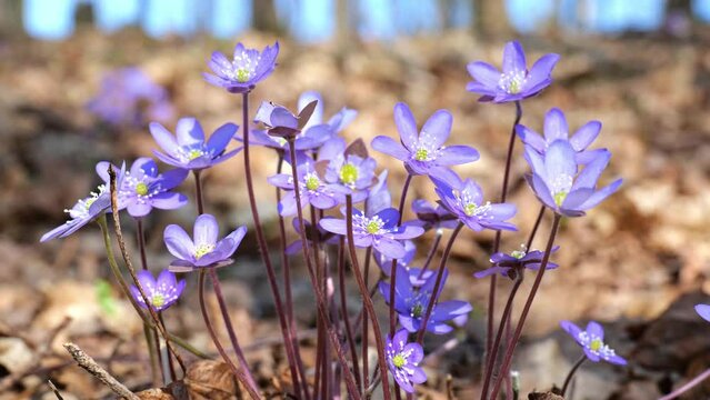 close up of many common hepatica flowers moving in a wind during spring