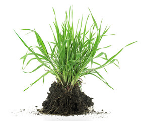 Green meadow grass with roots in black soil isolated on a white background