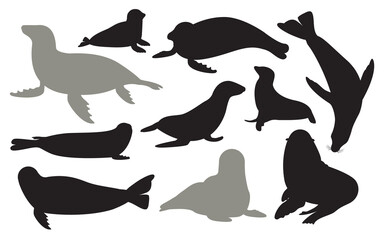 Set of different acting Seal animal silhouettes for design use. Silhouettes of Seal are isolated on a white background.