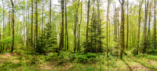 Fototapeta premium Panoramic with magical enchanted fairytale forest with fern, moss, lichen and sandstone rocks at the hiking trail in the national park Saxon Switzerland, Bad Schandau, Saxony, Germany.