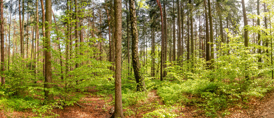 Panoramic with magical enchanted fairytale forest with fern, moss, lichen and sandstone rocks at...