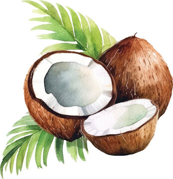 Coconut Fruit Watercolor. Generative AI