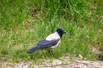  feathered animal hooded crow on green grass