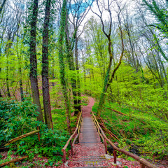 Cover page with a wooden footbridge and woodland ttail in magical Spring deciduous and pine forest, Germany, at warm sunset evening