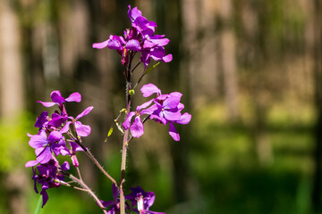 Wunderschön blühende Blüten einer Pflanze am Straßenrand