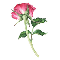 Watercolor botanical illustration. Pink rose with stem and leaves. Hand drawn flower. Isolated on a white background. Clip art bud of a flowering plant. Design stickers, cosmetic packaging, cards