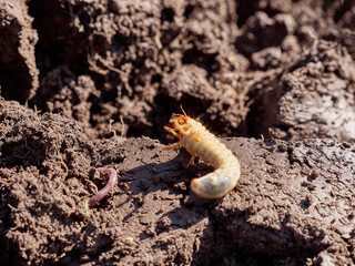 May beetle larva on freshly plowed land.