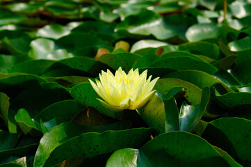 A Beautiful Backlighted Yellow Water Lily