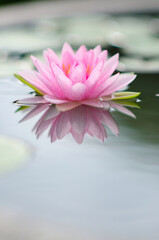 An Attractive Pink Water Lily on a Pond