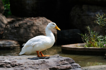 A Portrait of a Swan Standing at a Pond