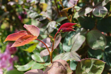 Green aphids or blackfly / greenfly are sitting on a freshly grown rose bud and foliage, and...