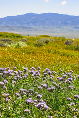 Exploring the super bloom and farm ruins in Carrizo Plain in California