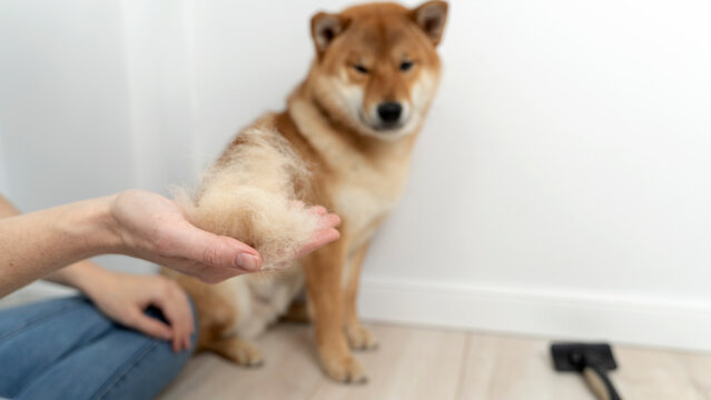 combing the dog during the molting of the coat