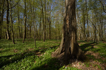 SEASONS IN THE PARK - Trees in spring flowers in sunlight