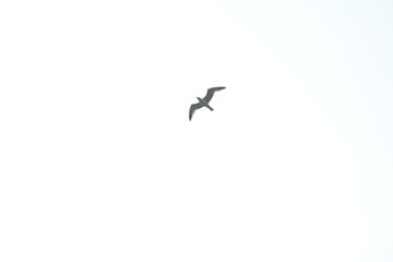 seagull flying in the sky