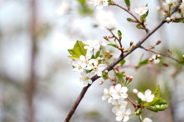 tree blossom