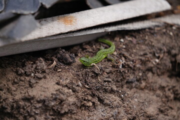lizard on the ground