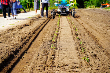Agricultural innovation of vegetable planters planted with precision Efficient, reduce labor. 
