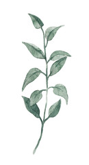 Beautiful clip art stock illustration with hand drawn watercolor branch with leaves.