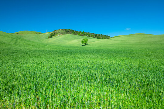Panorama con campo di grano verde, freschezza 