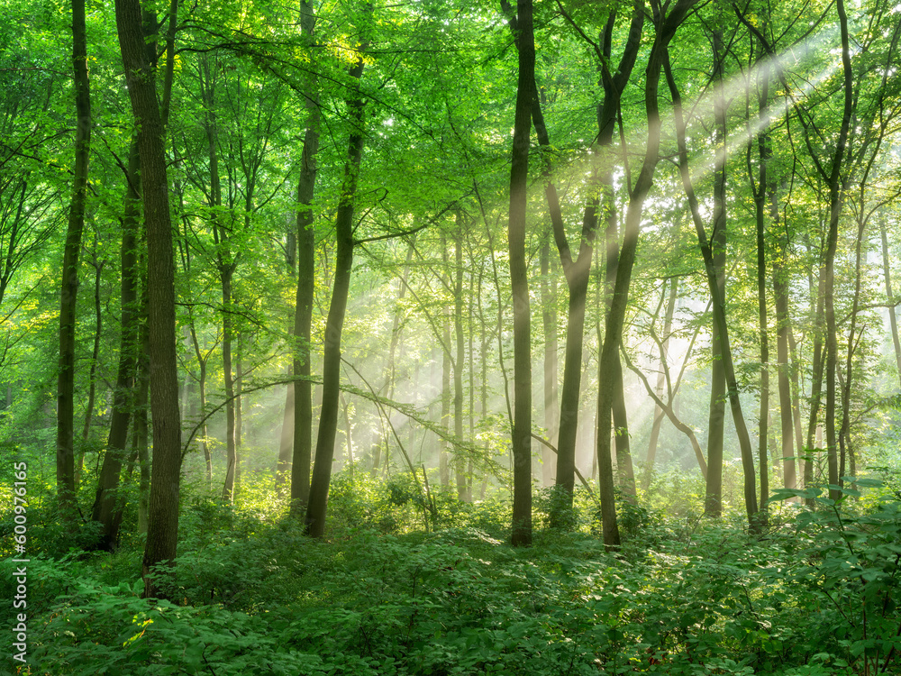 Wall mural Dense Natural Forest of Beech and Oak Trees with Sunbeams through Morning Fog