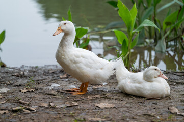 Naklejka na ściany i meble two ducks by the pond