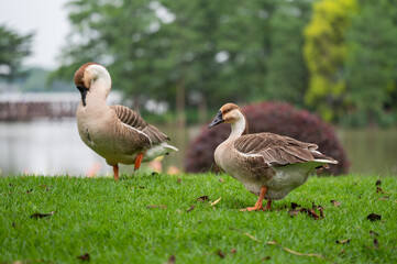 Fototapeta premium two geese on the grass