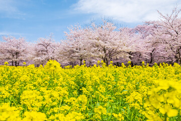 桜と菜の花 © Mugi