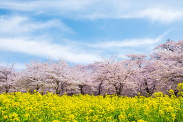 桜と菜の花