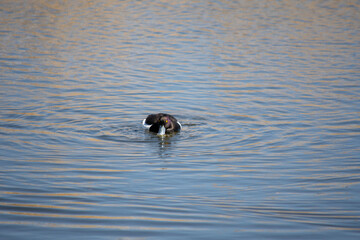 Ring necked Duck swimming in a lake. The male Ring-necked Duck is a sharply marked bird of gleaming black, gray, and white. Females are rich brown with a delicate face pattern