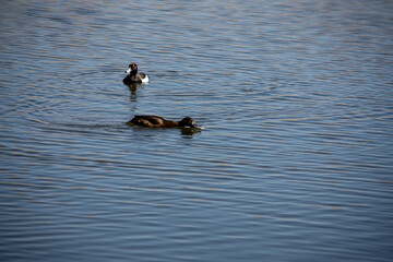 Ring necked Duck swimming in a lake. The male Ring-necked Duck is a sharply marked bird of gleaming black, gray, and white. Females are rich brown with a delicate face pattern