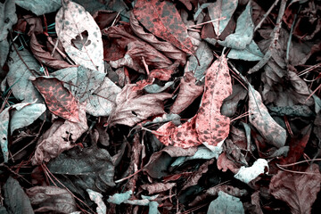 Colorful pink and turquoise autumn fallen leaves on brown forest soil background