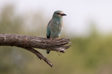 Obraz premium Rollier d'Europe,.Coracias garrulus, European Roller