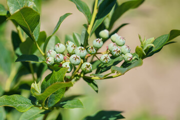 Obraz premium Sun shines to green unripe chokeberry or aronia berries growing on small bush in garden, close-up detail