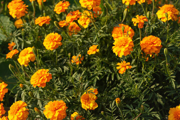 Fototapeta premium Bright orange yellow marigold flowers with many green leaves around, growing in garden