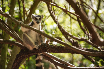 Ring-tailed lemur (Lemur catta) sitting on tree in their natural habitat Madagascar forest