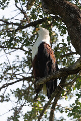 Pygargue vocifère,.Haliaeetus vocifer , African Fish Eagle, Parc national Kruger, Afrique du Sud