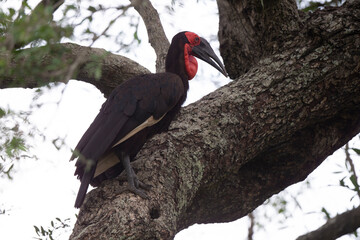 Fototapeta premium Bucorve du Sud, Grand calao terrestre, Nid, Bucorvus leadbeateri, Southern Ground Hornbill