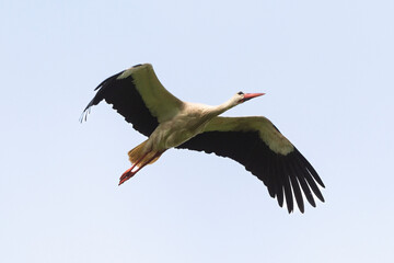 Cigogne blanche,. Ciconia ciconia, White Stork