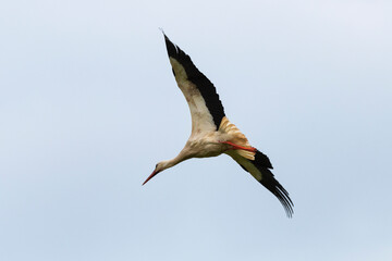 Cigogne blanche,. Ciconia ciconia, White Stork