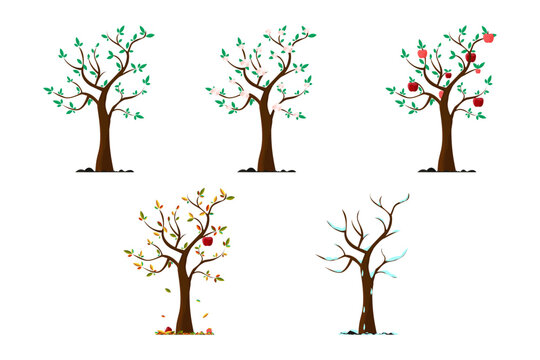 Apple tree in different seasons. Apple tree in autumn. Apple tree in winter. Apple tree in summer. Apple tree in spring.