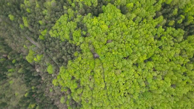 Forest road on the Abruzzo mountains 4K drone zenithal