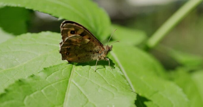Perching Speckled Wood Butterfly In Large Green Leaf During Summer. Close Up