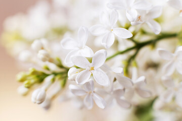 white lilac flower branch on a pastel beige background with copy space for your text