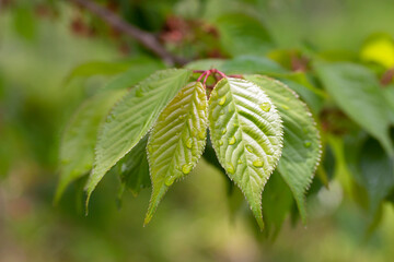 Young green leaves of small-filleted cherry, Prunus serrulat. Spring green leafy background