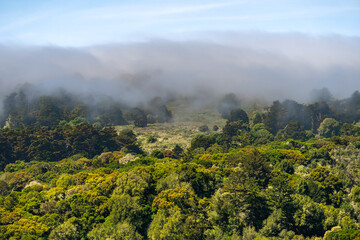 Fototapeta premium Beautiful view of the forest in the fog, Half Moon Bay, California