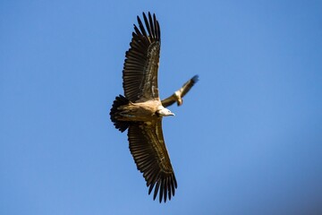 Dos buitres leonados volando a distinta altura con cielo azul